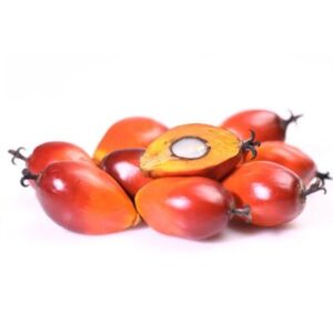 Palm kernel nuts