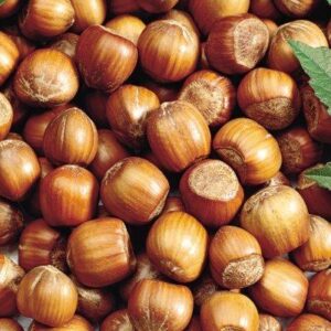  Hazelnut Kernels